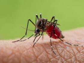 mosquito aedes aegypti