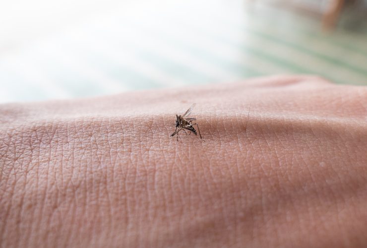 Mosquito Aedes sugando sangue humano na pele Por Mumemories