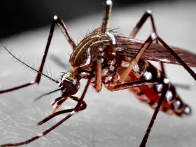Mosquito Aedes aegypti | Foto: James Gathany/CDC-HHS