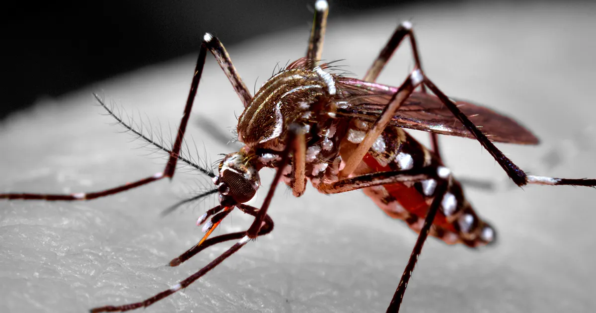 Mosquito Aedes aegypti | Foto: James Gathany/CDC-HHS