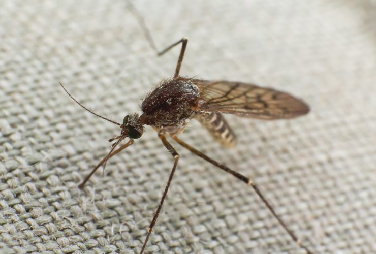 Mosquito tentando morder um pano Por DmitrySteshenko