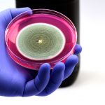 Cientista segurando uma placa de petri com cultura bacteriana