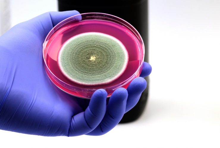 Cientista segurando uma placa de petri com cultura bacteriana