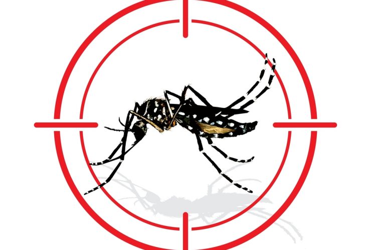 Mosquito da dengue Aedes aegypti