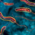 Bactéria da cólera