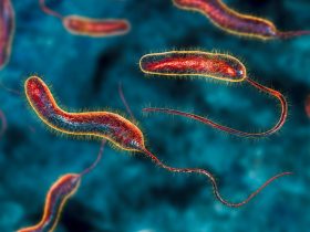Bactéria da cólera