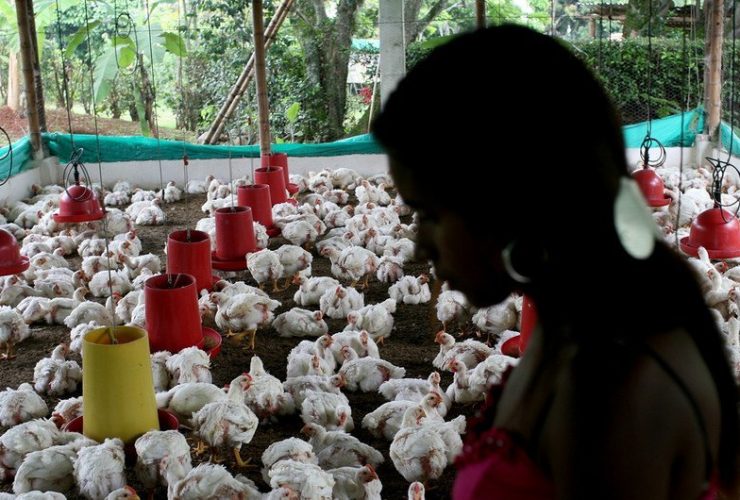 A contínua propagação global de infecções por “gripe aviária” em mamíferos, incluindo humanos, é uma preocupação significativa de saúde pública, alertam os médicos da OMS| Foto de Charlotte Kesl para o Banco Mundial