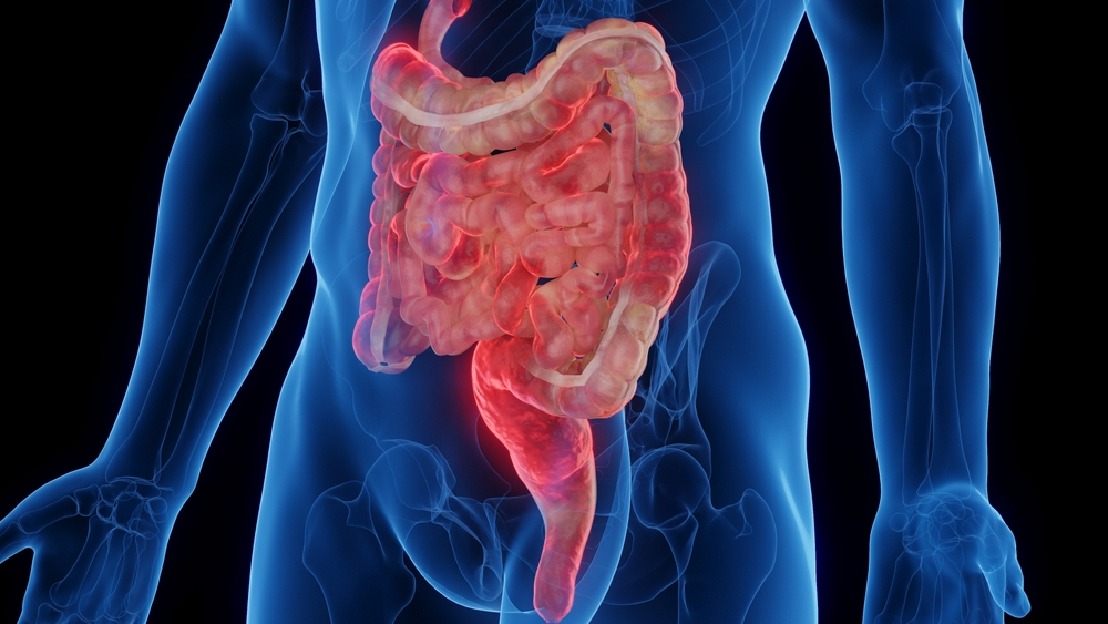 Imagem digital do corpo humano, destacando o intestino delgado e grosso