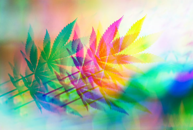 Fotografia de uma folha de cannabis