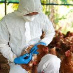 Aves sendo examinadas em busca da gripe