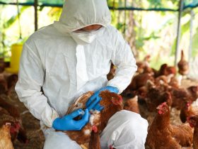 Aves sendo examinadas em busca da gripe