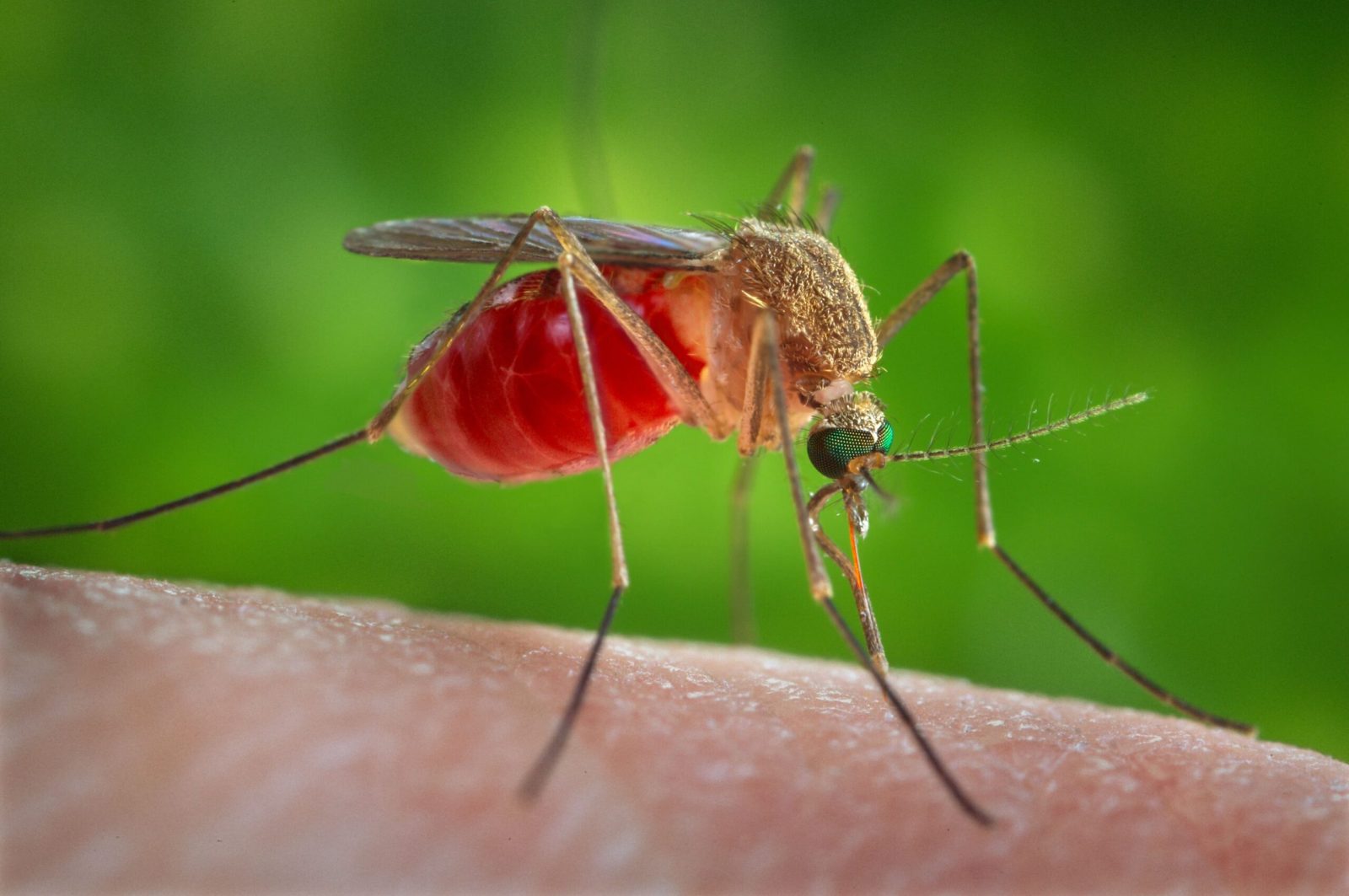 Culex quinquefasciatus um dos transmissores da febre Oropouche