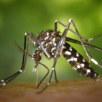 Mosquito Aedes aegypti