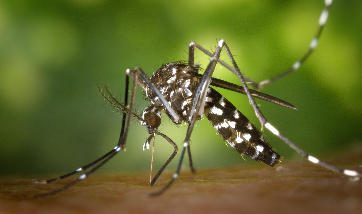 Mosquito Aedes aegypti