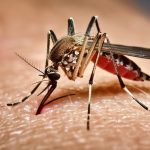 Mosquito Aedes aegypti transmissor da dengue