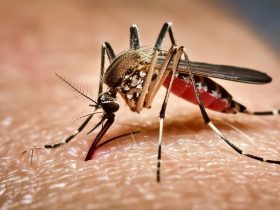 Mosquito Aedes aegypti transmissor da dengue