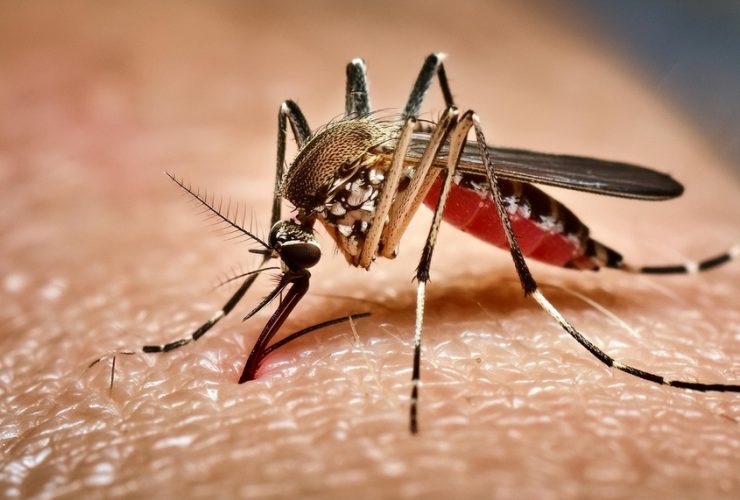 Mosquito Aedes aegypti transmissor da dengue