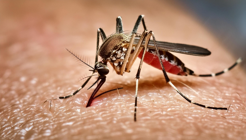 Mosquito Aedes aegypti transmissor da dengue