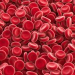 Glóbulos vermelhos que compõem o sangue