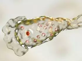 A ameba Naegleria fowleri