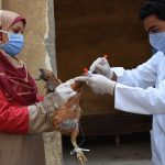 Especialistas em saúde pública continuam preocupados com a disseminação da gripe aviária para humanos | Foto de Mohamed Moussa para FAO