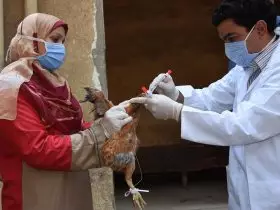 Especialistas em saúde pública continuam preocupados com a disseminação da gripe aviária para humanos | Foto de Mohamed Moussa para FAO