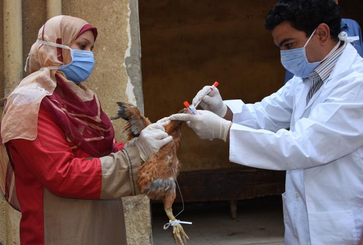 Especialistas em saúde pública continuam preocupados com a disseminação da gripe aviária para humanos | Foto de Mohamed Moussa para FAO