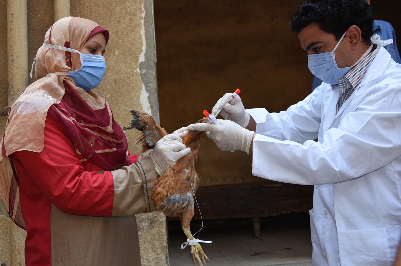 Especialistas em saúde pública continuam preocupados com a disseminação da gripe aviária para humanos | Foto de Mohamed Moussa para FAO