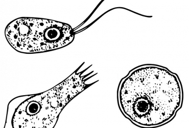 Naegleria (formes) Imagem: en:User:Josh Grosse, Public domain, via Wikimedia Commons
