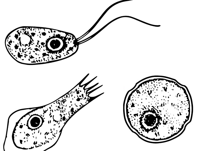 Naegleria (formes) Imagem: en:User:Josh Grosse, Public domain, via Wikimedia Commons