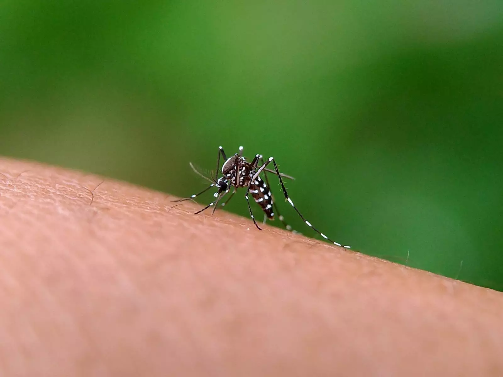 Mosquito Aedes aegypti