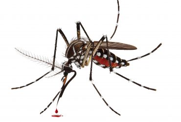 Mosquito sugador de sangue isolado em fundo branco com traçado de recorte Por escapejaja