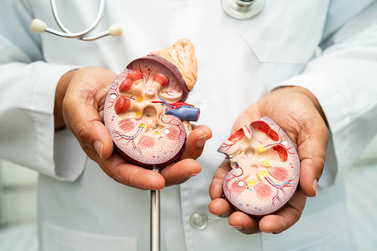 Doença renal, doença renal crônica ckd, médico com modelo humano para estudar e tratar no hospital. Por chormail