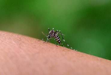 Mosquito Aedes aegypti Por gallery_arief