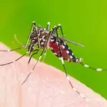 Mosquito da dengue