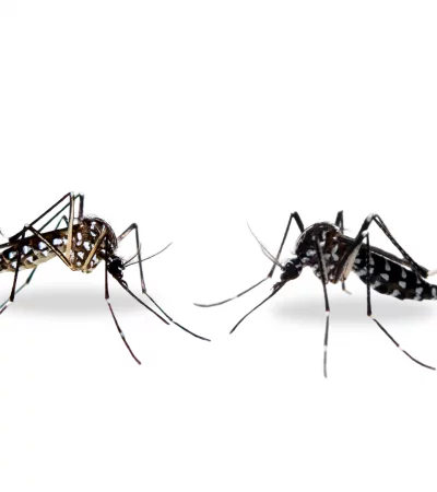 Os mosquitos Aedes aegypi e Aedes albopictus
