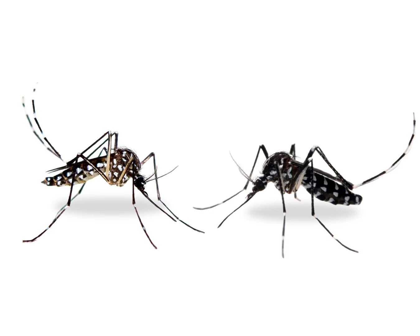 Os mosquitos Aedes aegypi e Aedes albopictus