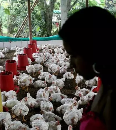 A contínua propagação global de infecções por “gripe aviária” em mamíferos, incluindo humanos, é uma preocupação significativa de saúde pública, alertam os médicos da OMS| Foto de Charlotte Kesl para o Banco Mundial