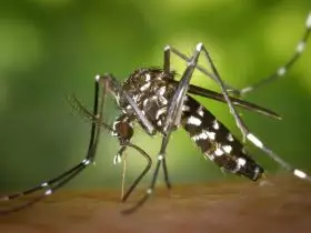 Mosquito Aedes aegypti