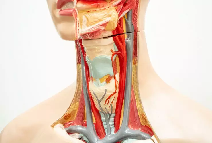 A anatomia modelo da garganta, faringe e laringe para curso de formação médica, ensino de medicina. Por chormail
