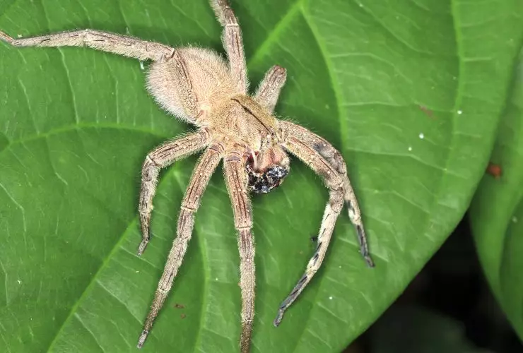 Aranha errante brasileira em uma folha na Costa Rica Por kjwells86