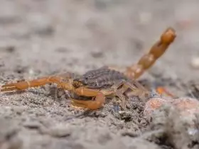 Escorpião amarelo comum Por CreativeNature_nl