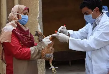 Especialistas em saúde pública continuam preocupados com a disseminação da gripe aviária para humanos | Foto de Mohamed Moussa para FAO