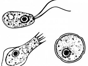 Naegleria (formes) Imagem: en:User:Josh Grosse, Public domain, via Wikimedia Commons