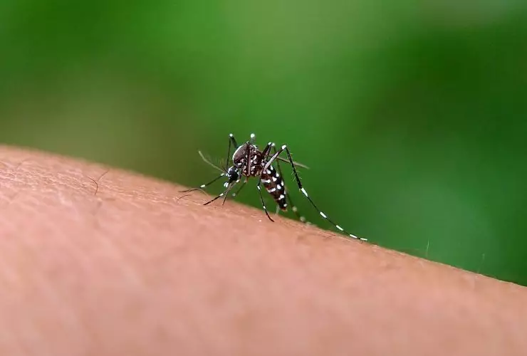 Mosquito Aedes aegypti Por gallery_arief