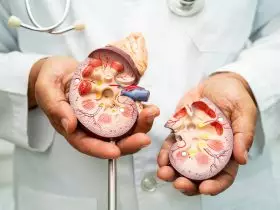 Doença renal, doença renal crônica ckd, médico com modelo humano para estudar e tratar no hospital. Por chormail