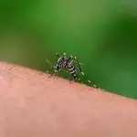 Mosquito Aedes aegypti Por gallery_arief